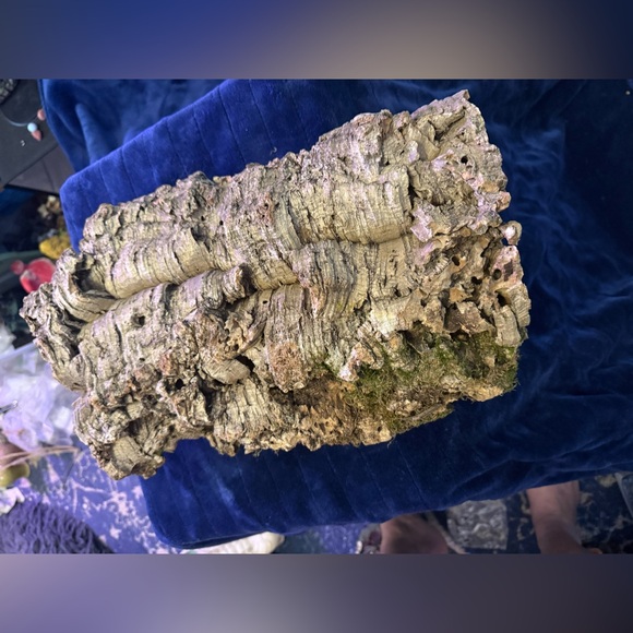 Air Plant Cork Mounted Arrangement - Green - Picture 2 of 7